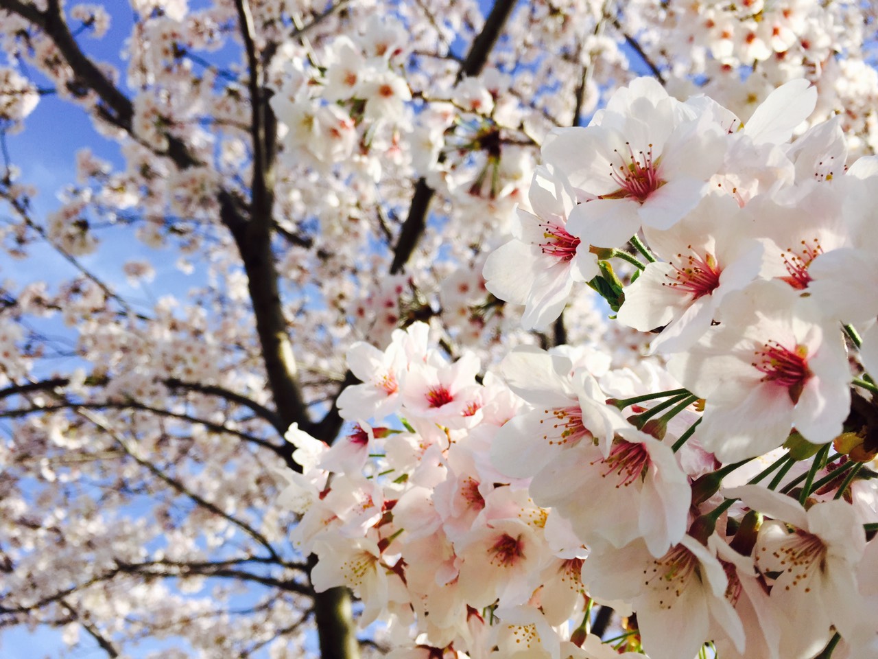 お花見。。。。のんびり。。。_f0065444_14444450.jpg