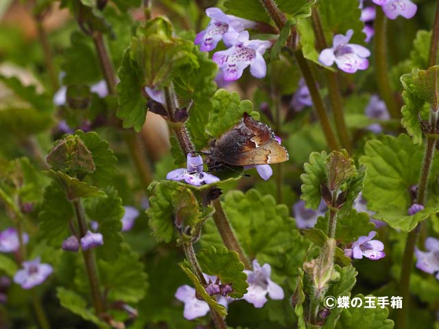 2016年4月上旬　コツバメなど_b0107948_19445319.jpg