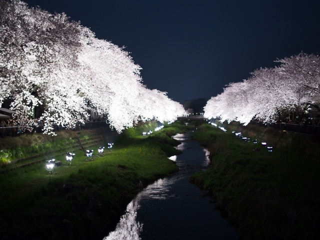 野川の夜桜ライトアップ 2016_d0087549_22444509.jpg