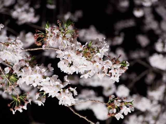 野川の夜桜ライトアップ 2016_d0087549_22444704.jpg