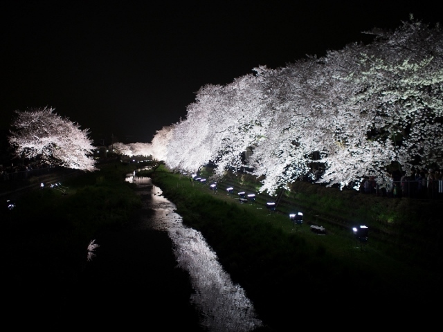 野川の夜桜ライトアップ 2016_d0087549_22444778.jpg