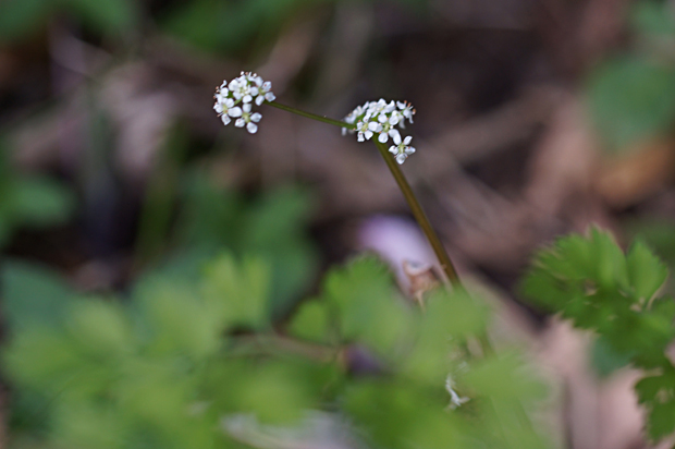 三瓶周辺花火の花チェック①_f0214649_3543218.jpg