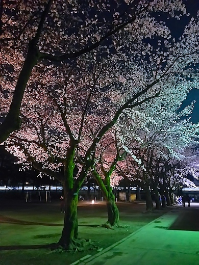 地元小学校の夜桜は迫力の底力_a0123450_21202304.jpg