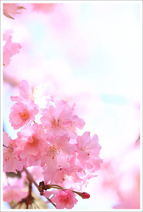 桜の下で遠足_c0081453_16521159.jpg