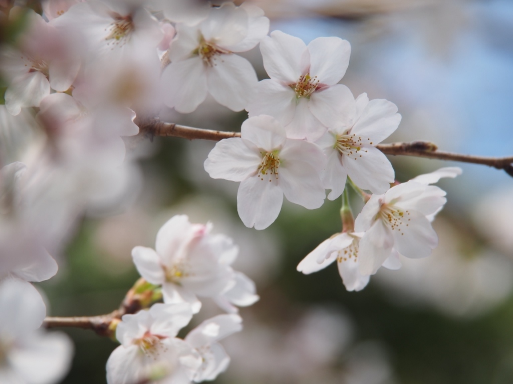 城山・大塩湖　桜めぐり（　2016.４.３　）_b0335256_21313140.jpg