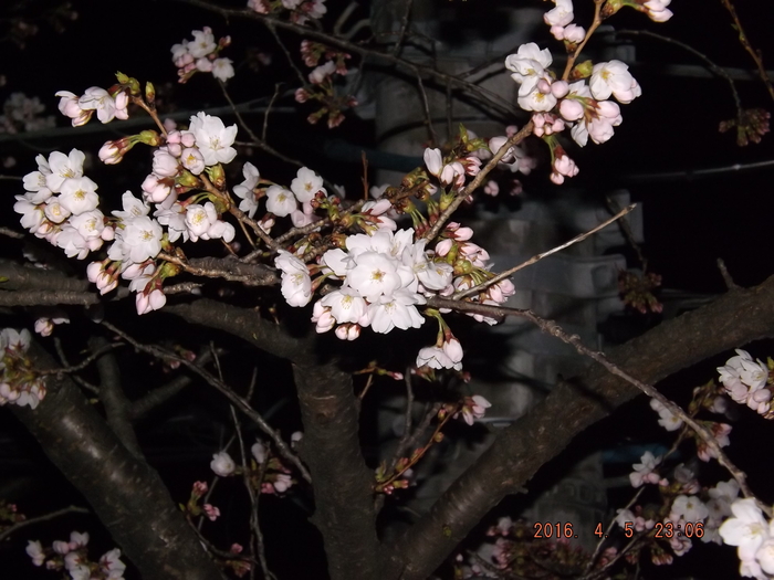 桜の季節_d0317056_14404053.jpg