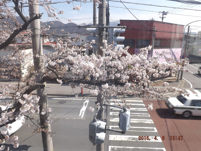 桜の季節_d0317056_14521150.jpg