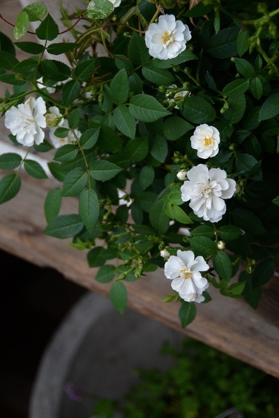 初夏のお庭の準備、少しずつ。。。_a0229658_1844289.jpg