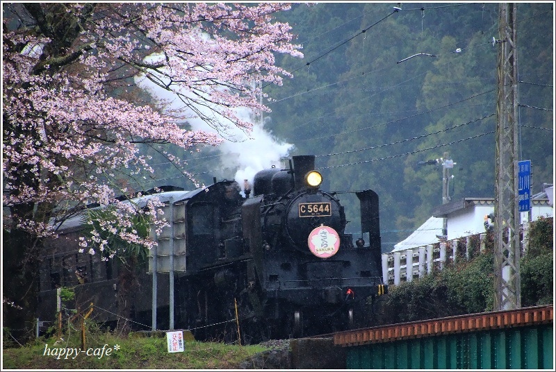 雨の日の桜とSL＠家山♪_a0167759_0395349.jpg