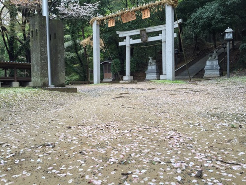 今年の桜_b0093660_12434933.jpg