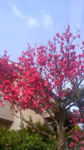 満開_b0328361_21044125.jpg