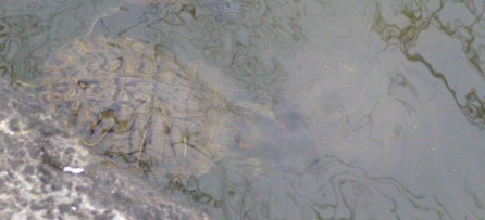 c0083165_18511586.jpg