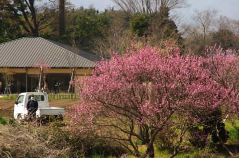 3/27(日)、NC700Sで茅ヶ崎里山公園へ_e0045768_2231971.jpg