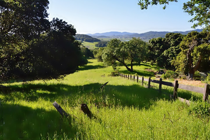 Northern California hillside_a0126969_5542154.jpg