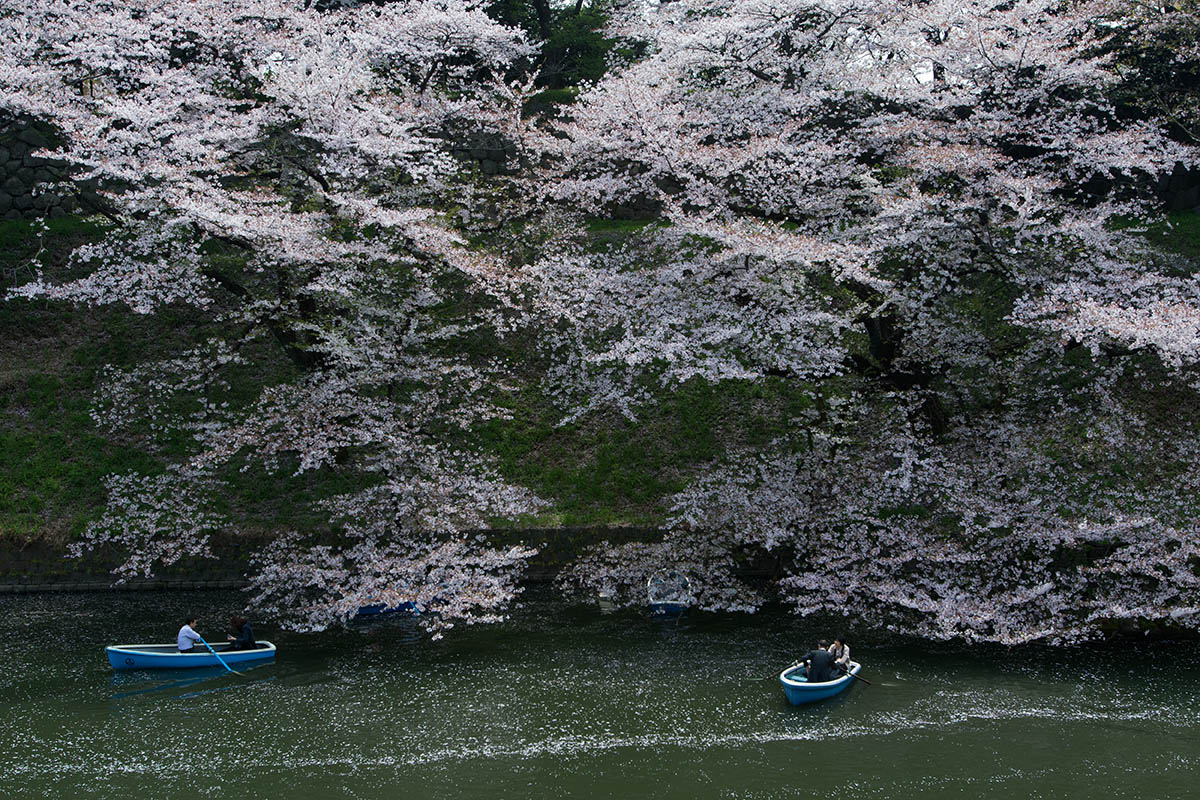 桜満開の千鳥ヶ淵_a0261169_20311763.jpg