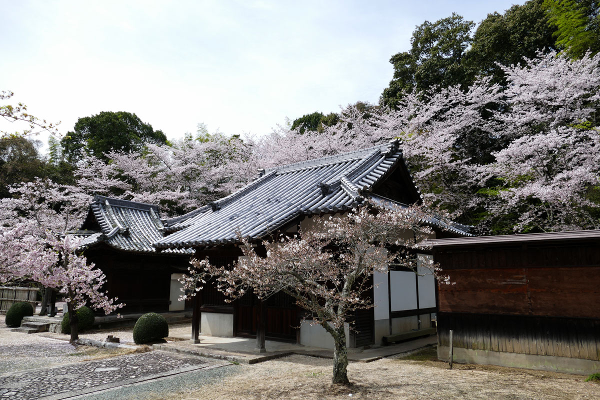 平成28年の常信寺_c0086269_20453074.jpg