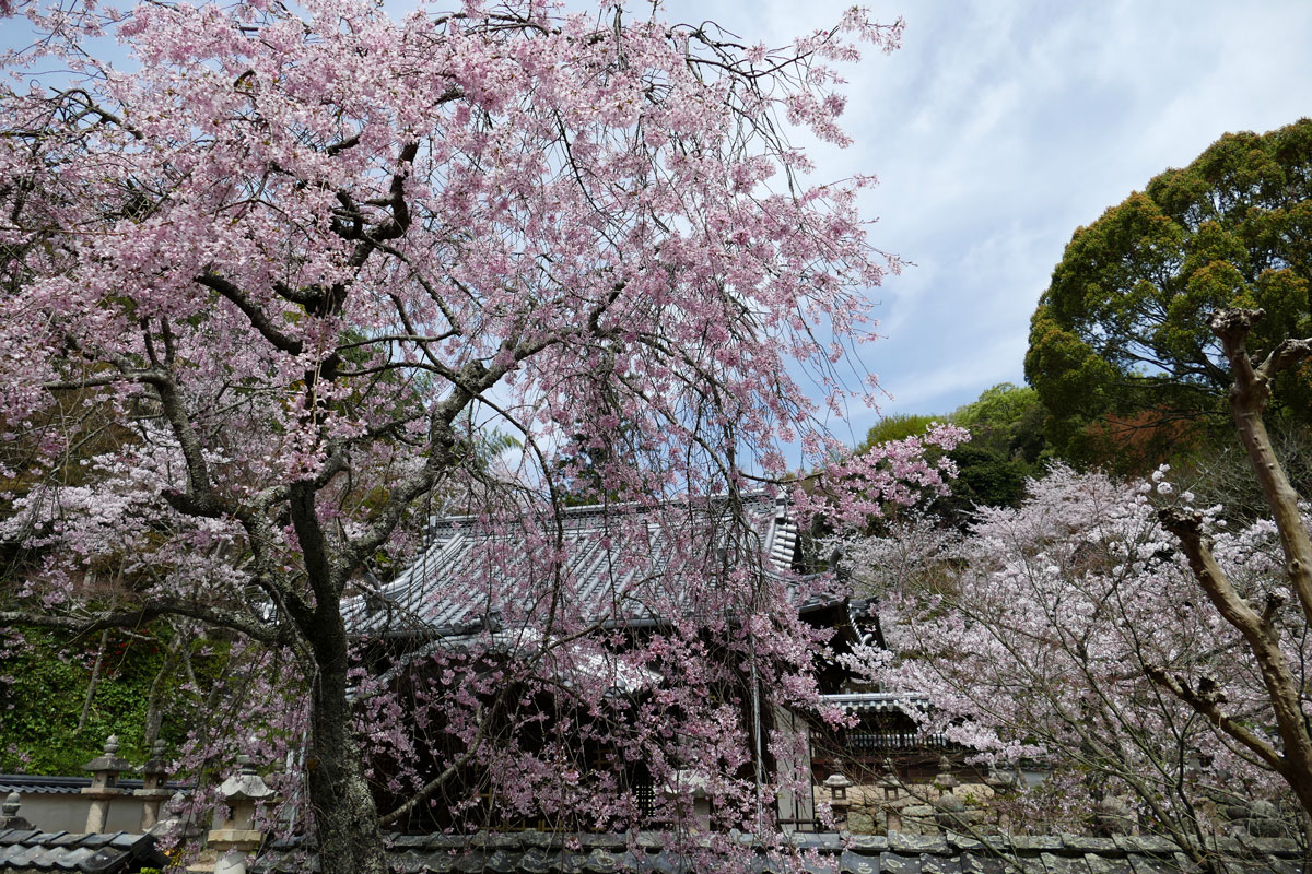 平成28年の常信寺_c0086269_20471062.jpg