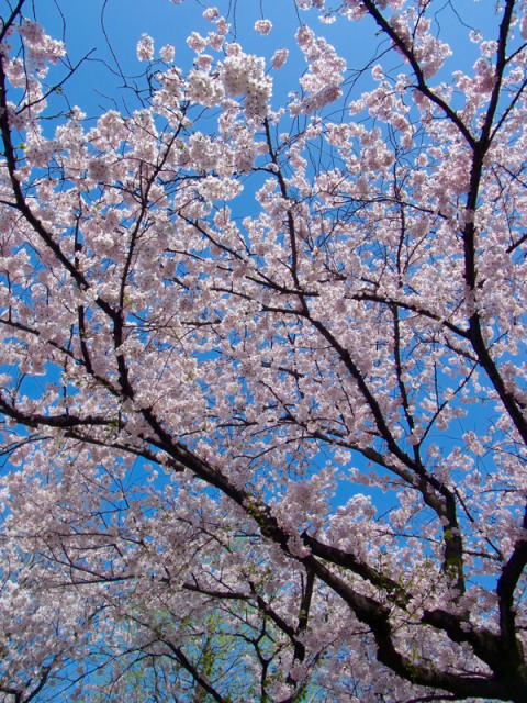 やっと、桜と青空ですね☀️&#127800;_e0189069_11114543.jpg