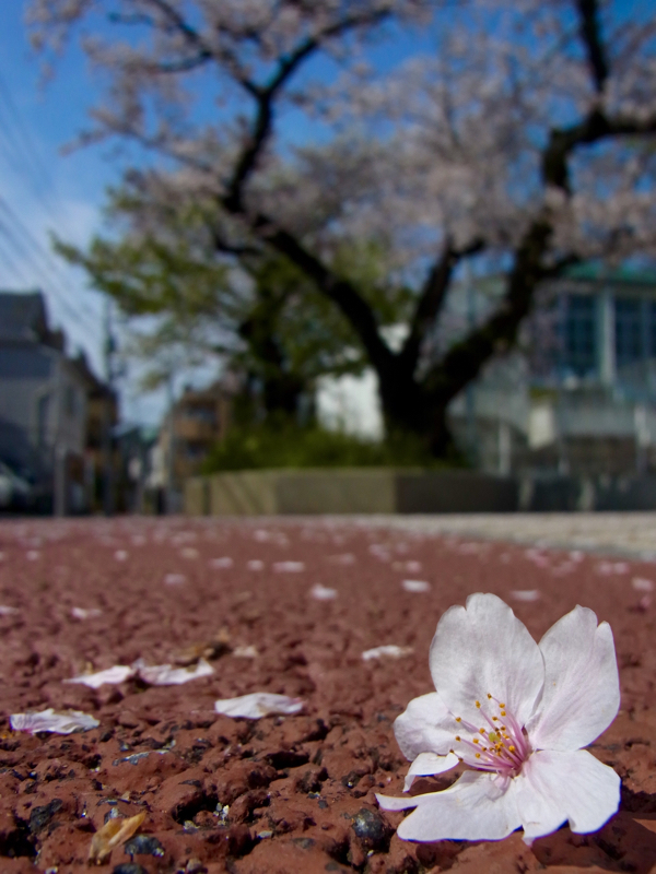 やっと、桜と青空ですね☀️&#127800;_e0189069_11114630.jpg