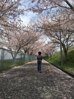 桜のトンネル_b0165770_16562653.png