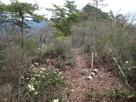 大平山　　ヒカゲツツジ見頃_f0302771_20381937.jpg