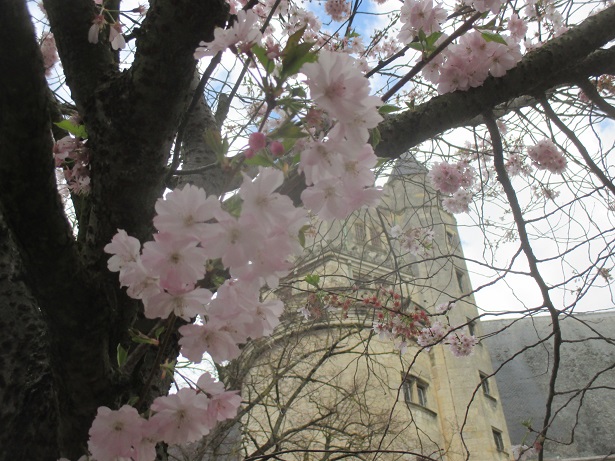 満開を過ぎて・・・桜色の花びらたち_f0330072_8342563.jpg