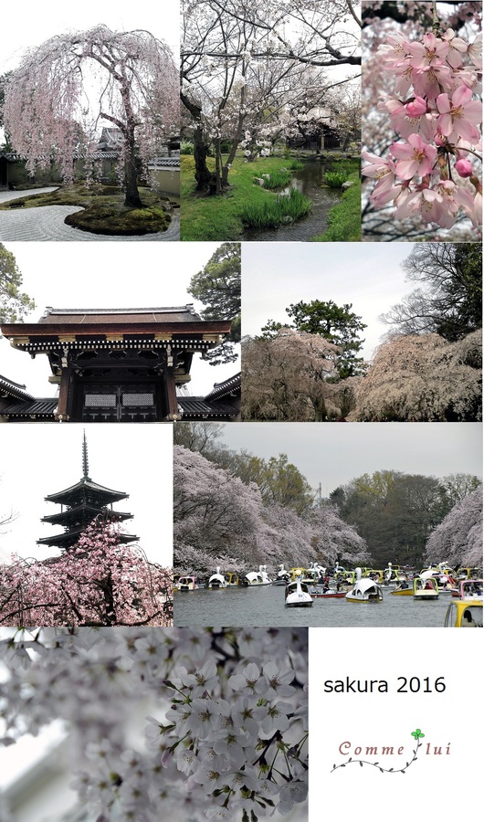 桜コレクション_a0192475_910692.jpg