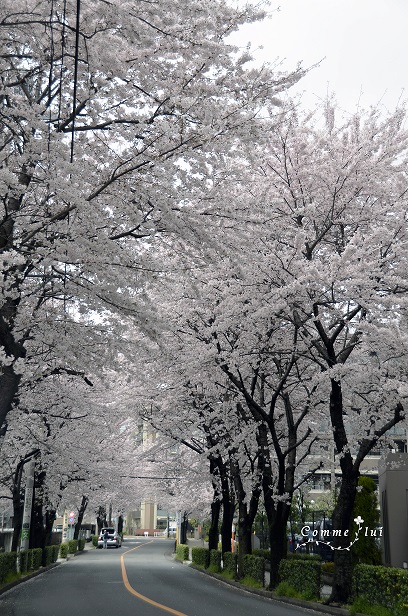 桜コレクション_a0192475_9154690.jpg