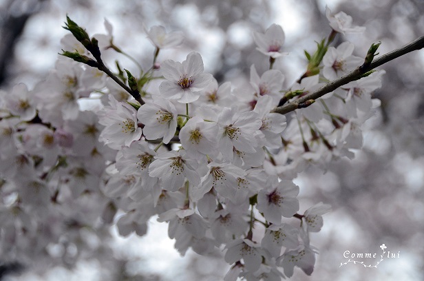 桜コレクション_a0192475_994594.jpg