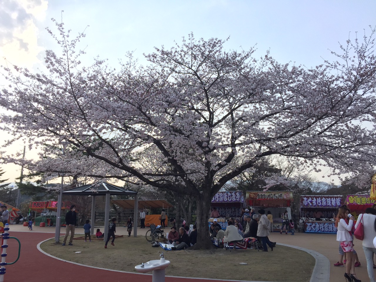 さくら樹デイサービスセンター・みまやのお花見会_b0252377_19122523.jpg