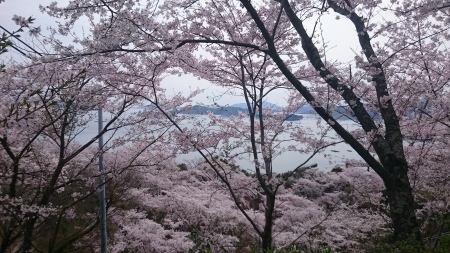 正福寺山公園の桜 Tea S Room あっと Japan