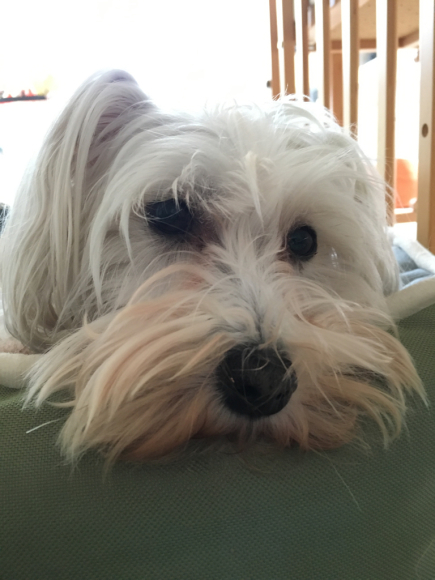 柴犬、迷子になったそうです。→追記。見つかりましたっ!!_c0245679_22074873.jpg
