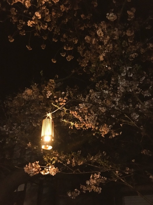 夜桜。_a0157480_10530248.jpeg