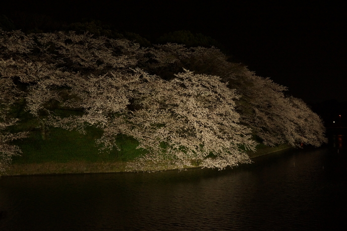 千鳥ヶ淵の夜桜_c0226280_21304862.jpg