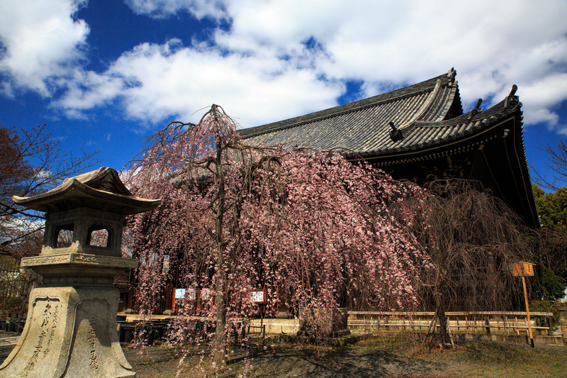 桜　2016！　～立本寺～_b0128581_20505190.jpg