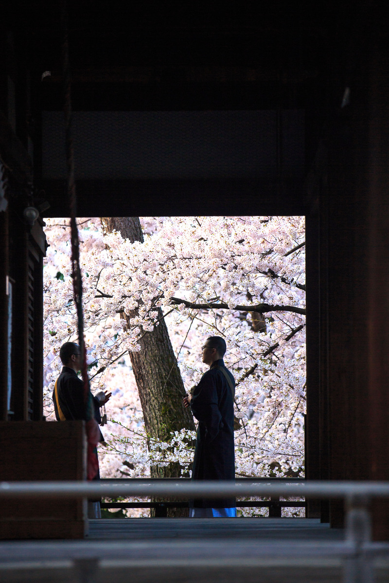 桜　2016！　～立本寺～_b0128581_20531849.jpg