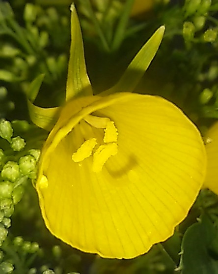 黄色の花さん、その名は”バルボコジューム”ですね？_d0081485_17214331.jpg