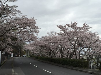 お花見第３弾～！父からもお花見のお誘い～♪_e0123286_1918378.jpg