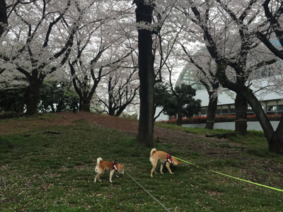 桜_d0064387_21052081.jpg