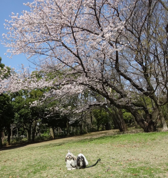 お花見散歩♪_d0343687_18194269.jpg