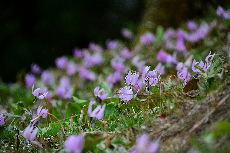 カタクリの花_e0086887_207122.jpg