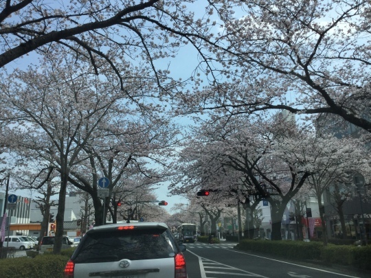 日立市平和通りの桜&#127800;が綺麗です♪_e0251887_17300746.jpeg