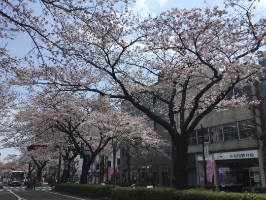 日立市平和通りの桜&#127800;が綺麗です♪_e0251887_17302846.jpeg