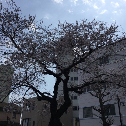 日立市平和通りの桜&#127800;が綺麗です♪_e0251887_17305484.jpeg