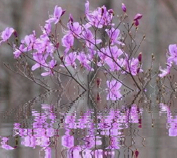 f0357487_20293414.gif