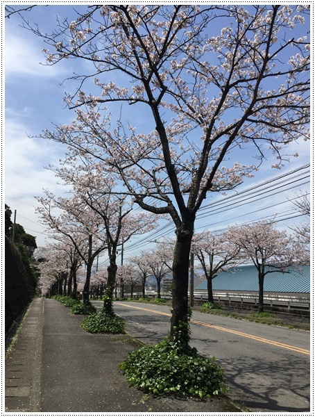 明日は花散らしの雨になりそう、昨日は大も一緒にお散歩行けて良かったね～_b0175688_19152328.jpg