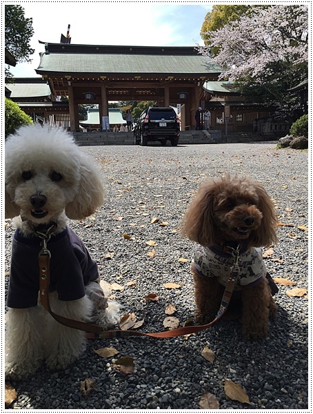 明日は花散らしの雨になりそう、昨日は大も一緒にお散歩行けて良かったね～_b0175688_19163364.jpg