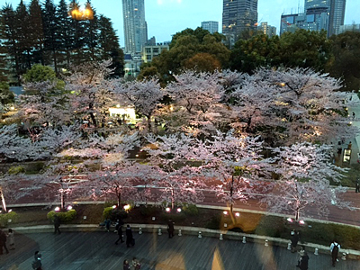 満開の夜桜ディナー♪_d0167088_14414470.jpg