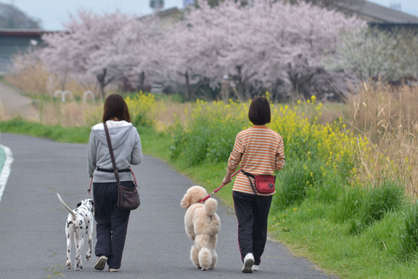 sakura　エトセトラ_e0246788_15102086.jpg