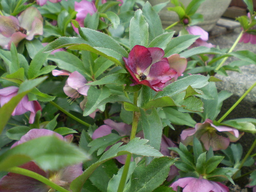 a0135990_21324691.jpg